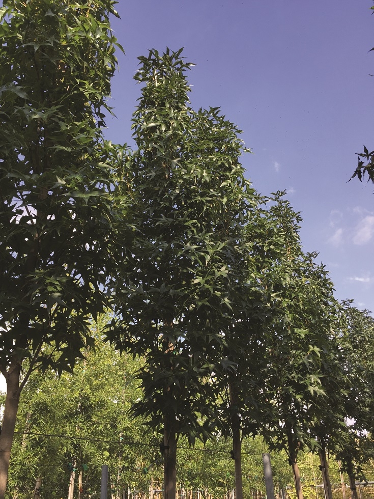 crown shot of Liquidambar styraciflua Slender Silhouette