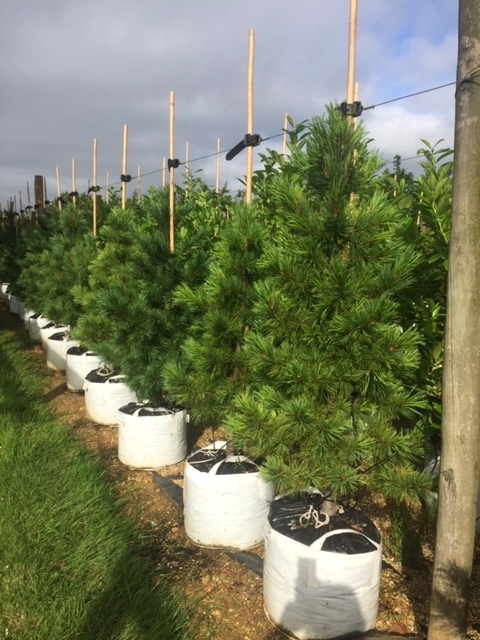 Pinus cembra at barcham trees