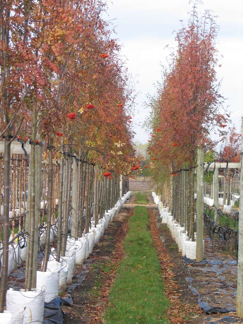 Row of Sorbus aucuparia Edulis displaying autumn colour
