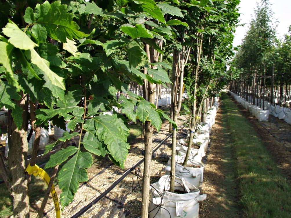Koelreuteria paniculata Fastigiata foliage