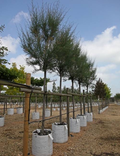 Tamarix gallica on the Barcham Trees nursery