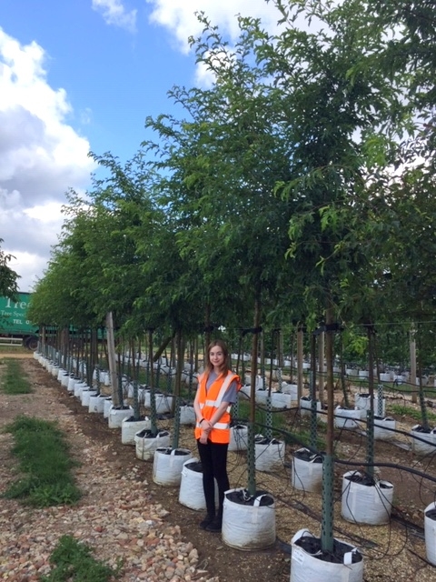 Malus toringo Brouwers Beauty at barcham trees