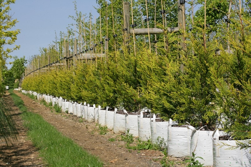 Cupressocyparis leylandii Castlewellan