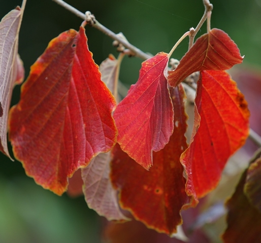 Hamamelis x intermedia Jelena autumn colour