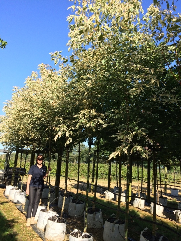 Acer negundo Flamingo at barcham trees