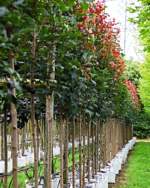 Acer platanoides Fairview on the barcham trees nursery