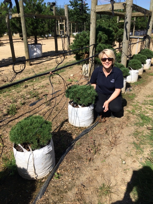Pinus Mugo Mops at barcham trees