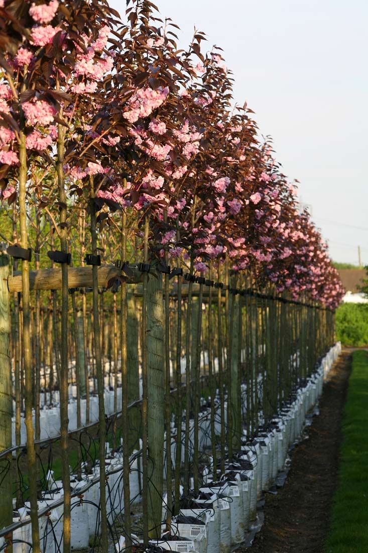Prunus Royal Burgundy in flower