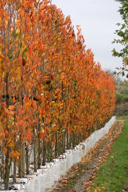 Prunus Amanogawa in autumn colour