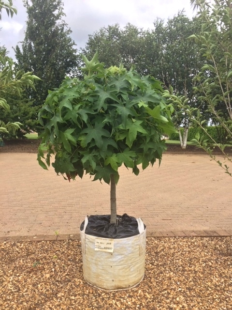 Liquidambar styraciflua Gumball