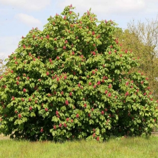 Mature Aesculus x carnea Briotti
