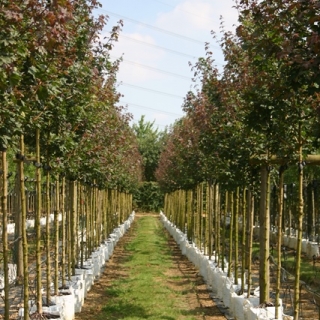 Acer campestre Louisa Red Shine at barcham trees