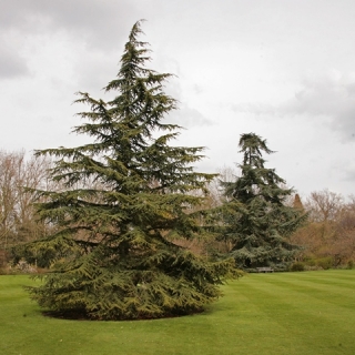 Mature Cedrus atlantica