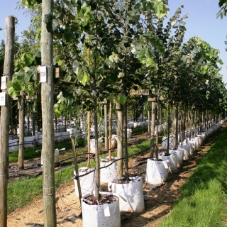 Tilia tomentosa at barcham trees