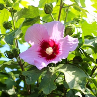 The pink flower of Hibiscus Resi