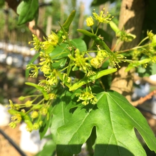 the flowers of Acer campestre Streetwise