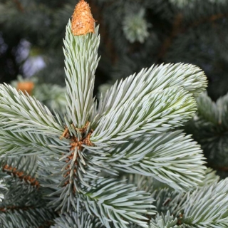 close up of the foliage of Picea Pungens Hoopsii