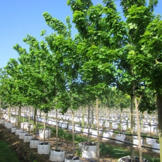 Acer campestre William Caldwell