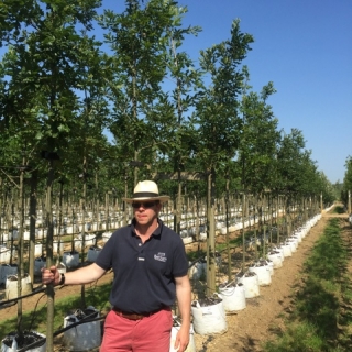 Quercus cerris at barcham trees