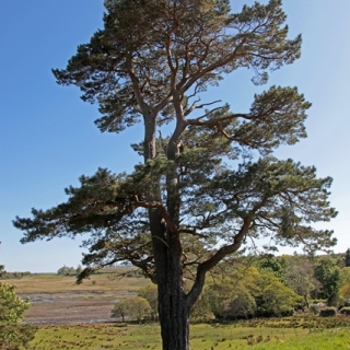 mature  Small - feathered Scots Pine from this batch  Pinus sylvestris