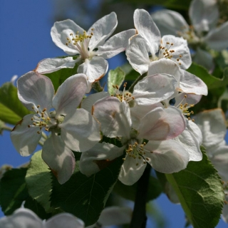 Malus Jonagold flowers