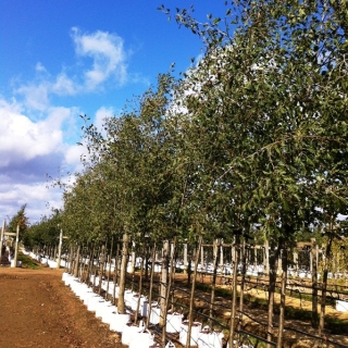 Alnus glutinosa Laciniata at barham trees