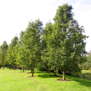 Matue Pyrus calleryana Chanticleer