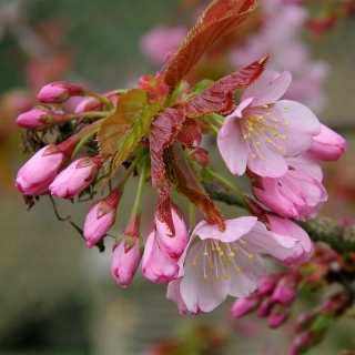 the single pink flower of Prunus sargentii Rancho