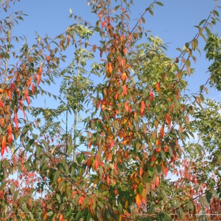 autumn foliage of Cotoneaster Cornubia
