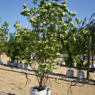 Cornus kousa Milky Way on the barcham trees nursry