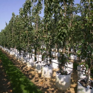 Prunus Amanogawa on the barcham trees nursery
