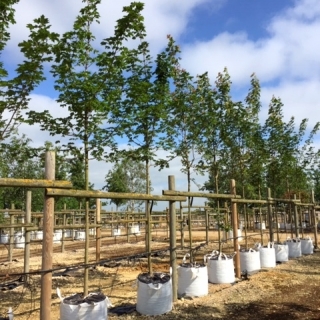 Acer plataniodes Summershade at Barcham Trees