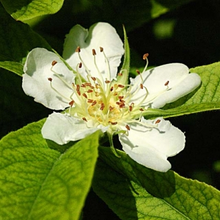 the flower of Mespilus germanica