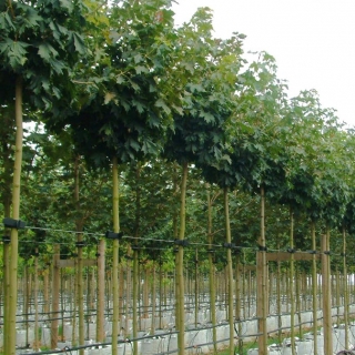 Acer platanoides Globosum