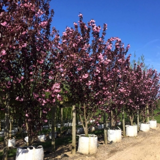 Prunus Royal Burgundy multi-stem