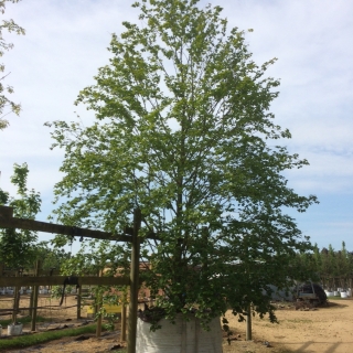 Fagus sylvatica Zlatia at barcham trees