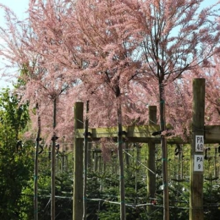 Tamarix gallica in flower in May