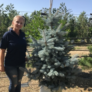 Picea Pungens Hoopsii at barcham trees