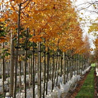 Row of Sorbus aria Magnifica displaying autumn colour on Barcham nursery
