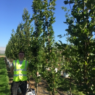 Fagus sylvatica Dawyck