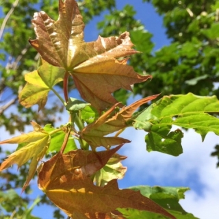 New growth on Acer plataniodes Summershade