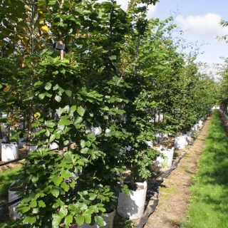 Fagus sylvatica