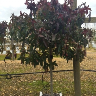 Liquidambar styraciflua Gumball autumn colour although picture was taken in February